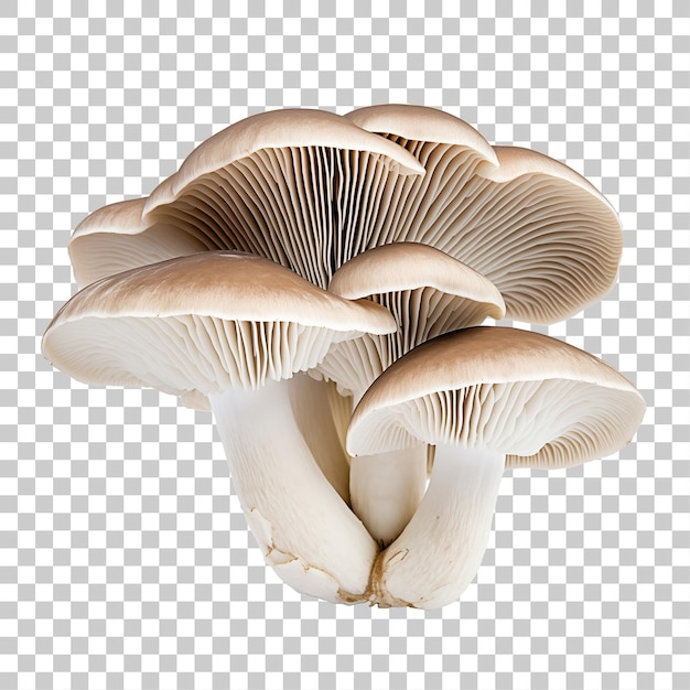 PSD champignons pleurotes isolés sur fond transparent