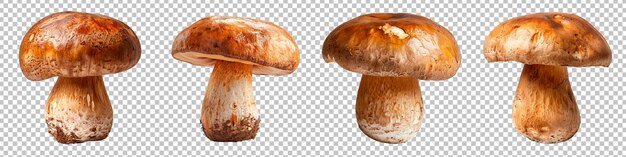 PSD des champignons porcini sous différents angles isolés sur un fond transparent