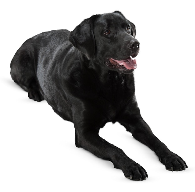 Charming retratos de perros y poses para los amantes de las mascotas y entusiastas de los animales