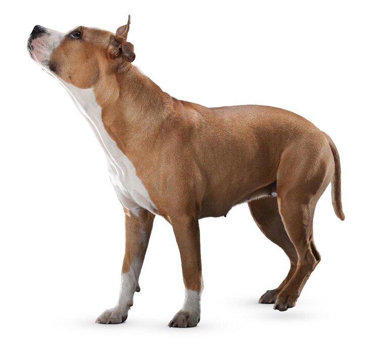 PSD charming retratos de perros y poses para los amantes de las mascotas y entusiastas de los animales
