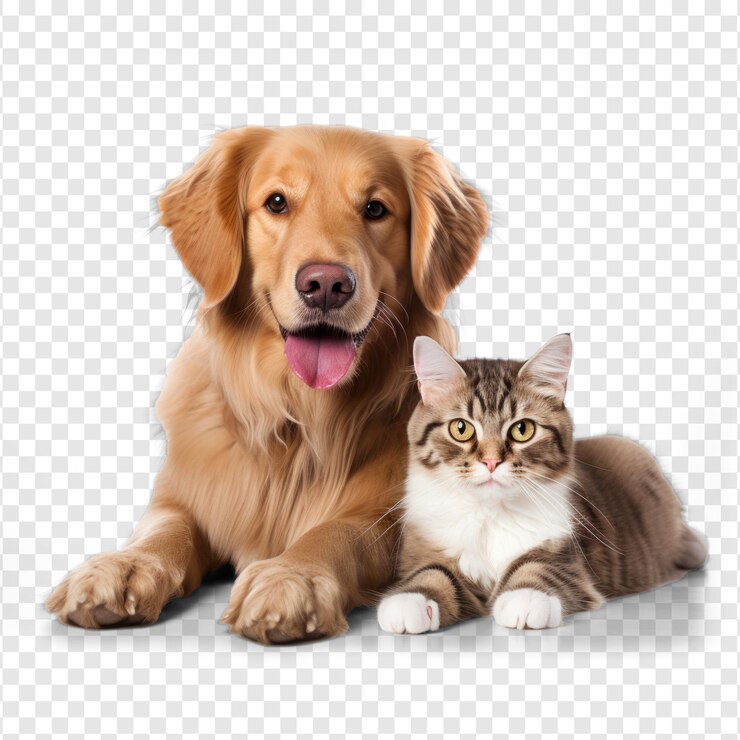 PSD un chat et un chien sur un fond psd transparent.