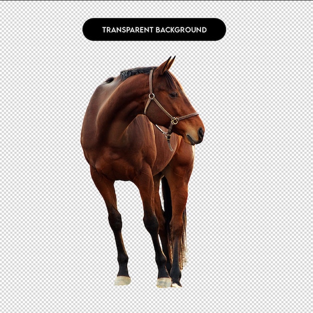 Cheval brun avec un fond transparent