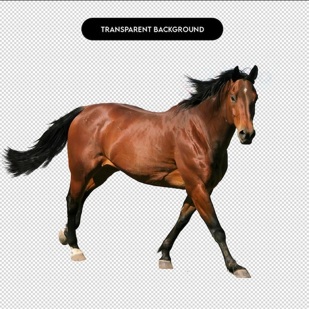 Un cheval brun qui court sur un fond transparent