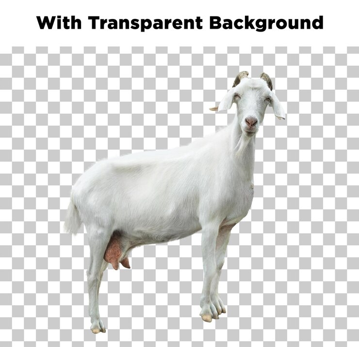 PSD une chèvre blanche sur un fond transparent
