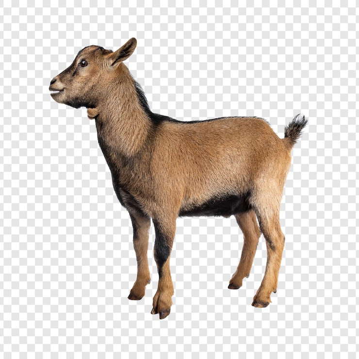 PSD chèvre brune