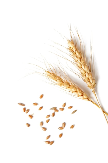 chicco di grano e sfondo bianco