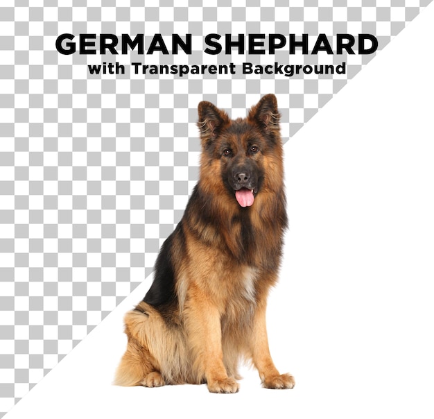 PSD chien berger allemand photo psd avec fond transparent