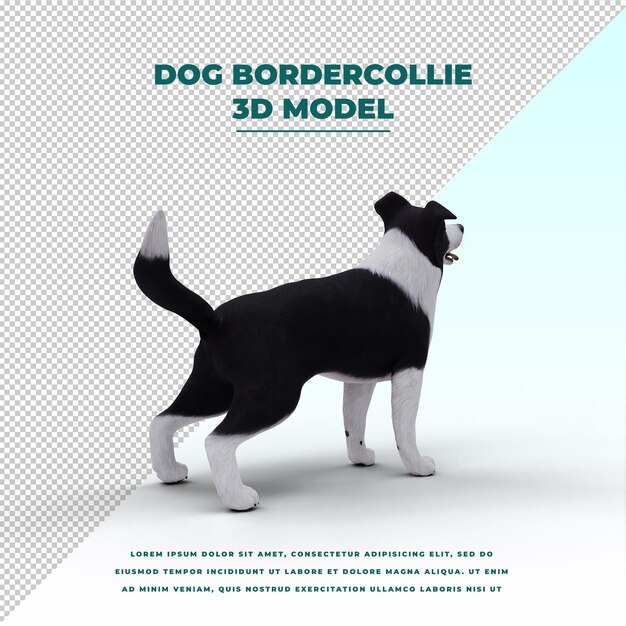 Chien Border Collie