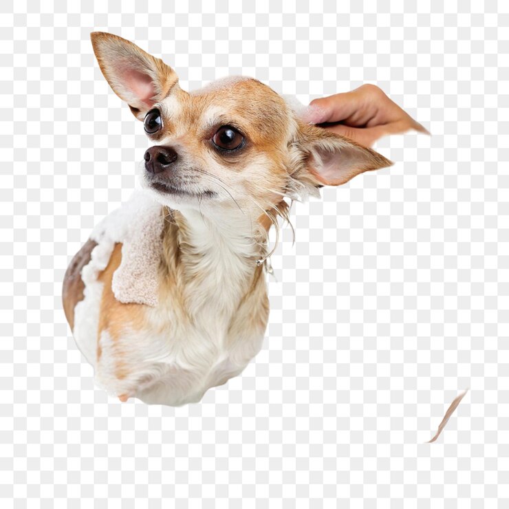 PSD chihuahua aislado sobre un fondo transparente