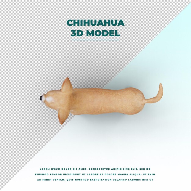 Chihuahua