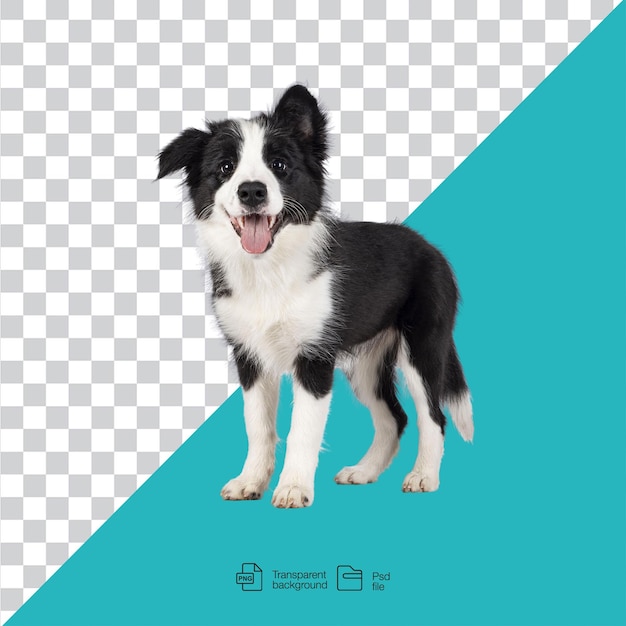 Chiot de border collie sur un fond transparent