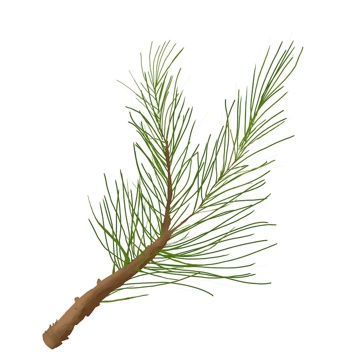 PSD christmas fluffy fir branch digital watercolor color illustration for use in printing cards poster