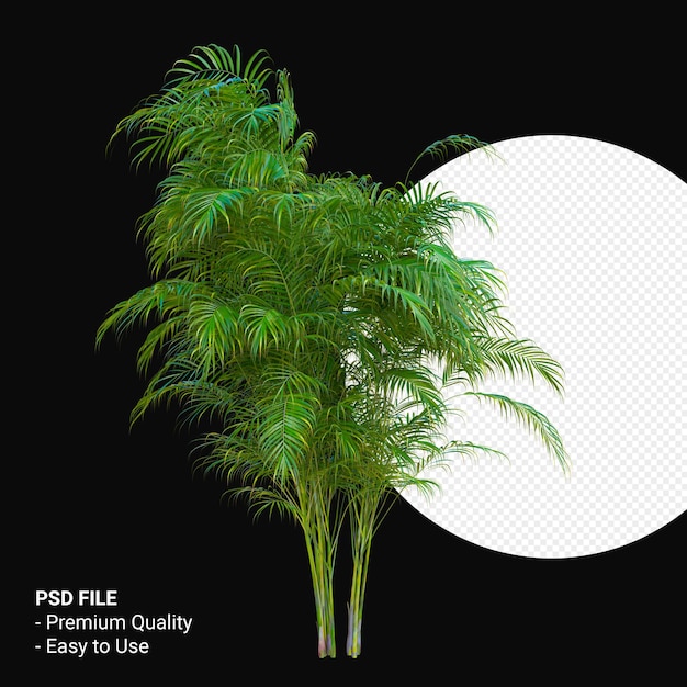 Chrysalidocarpus glaucescens 3d render aislado