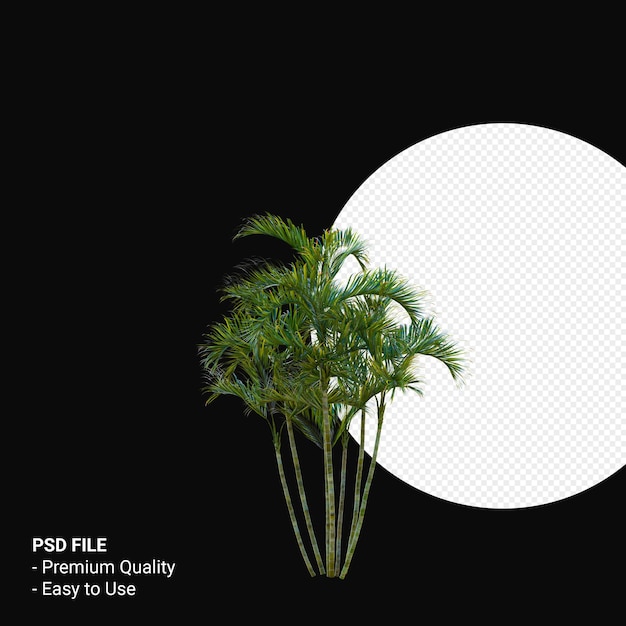 Chrysalidocarpus lutescens 3d render aislado