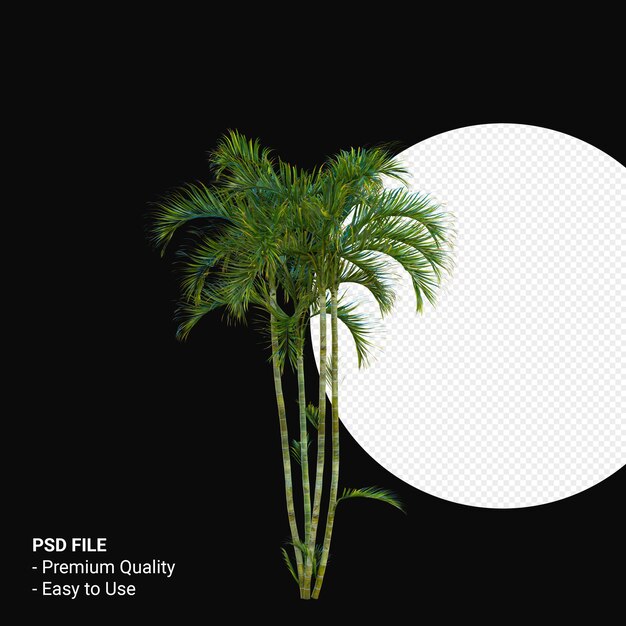 Chrysalidocarpus lutescens 3d rendern isoliert
