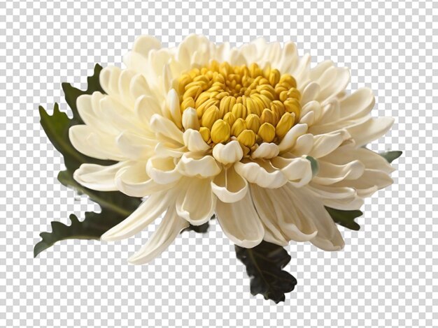 PSD chrysanthème sur fond transparent