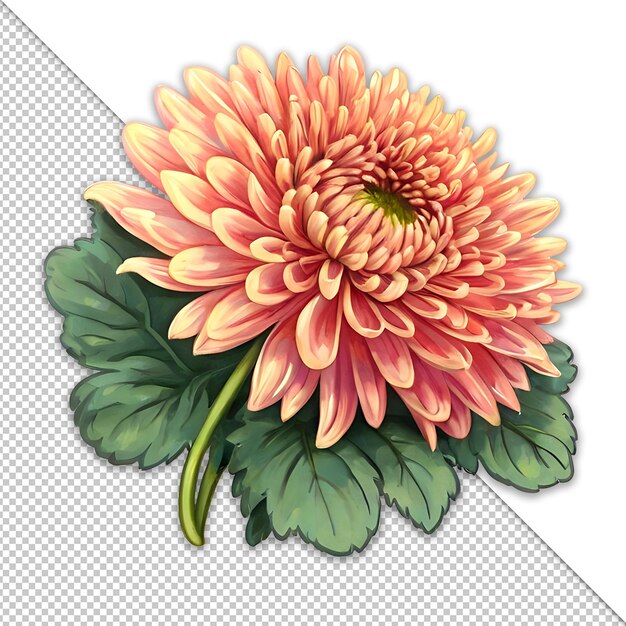 PSD chrysanthemum clipart psd est une espèce de chrysanthéme.