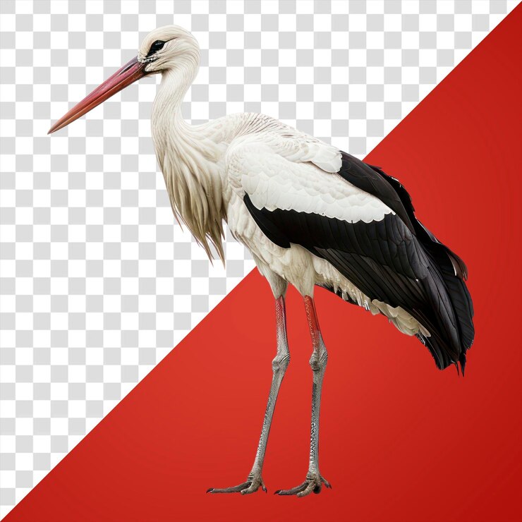 PSD cigarra elegante de png com pernas longas