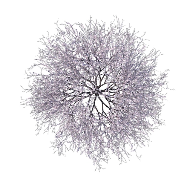 Ciliegio sbocciante isolato sfondo trasparente rendering 3d
