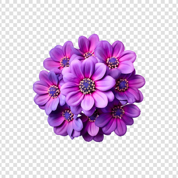 Cineraria-blumen auf einem durchsichtigen hintergrund