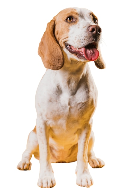 Cintura de cão castanho e branco