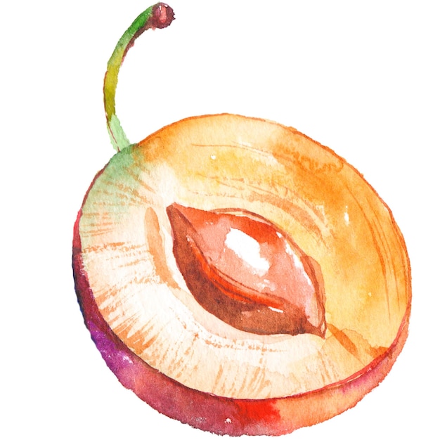 Ciruela pintada con acuarela Elementos de diseño de alimentos frescos dibujados a mano aislados sobre fondo blanco