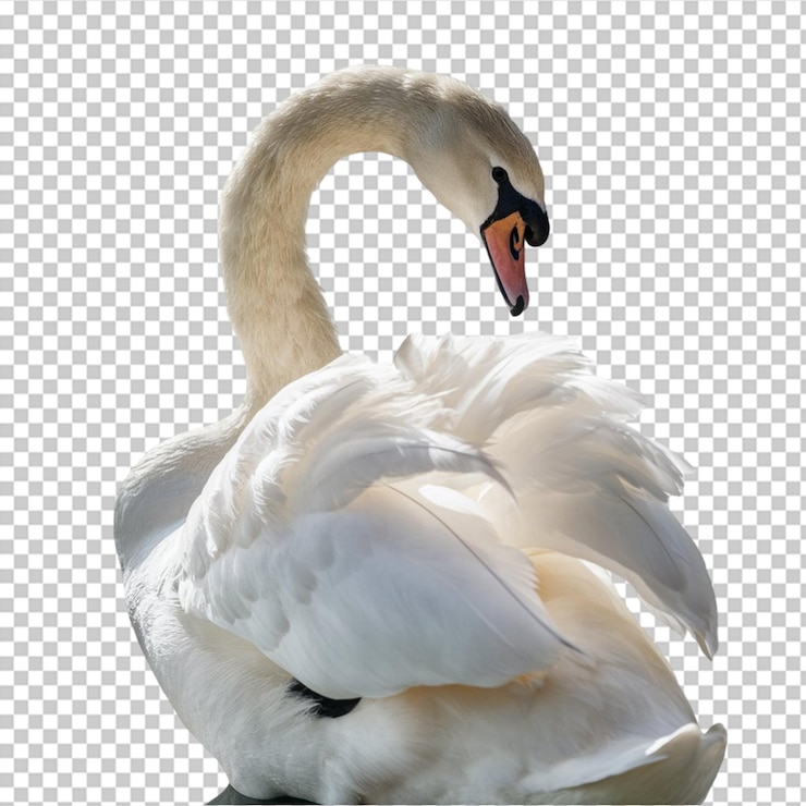 PSD cisne blanco con su cuello graciosamente curvo aislado en un fondo transparente
