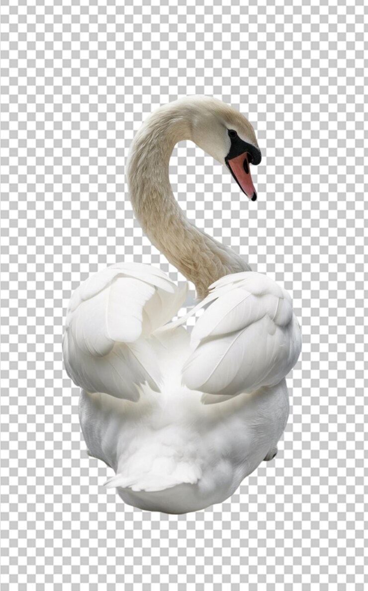 PSD cisne blanco con su cuello graciosamente curvo aislado en un fondo transparente