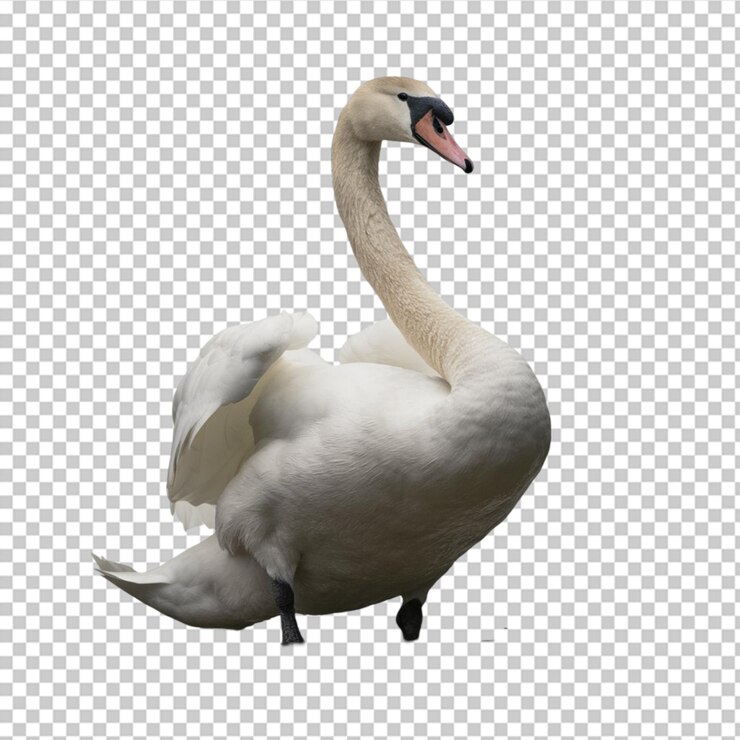 PSD cisne elegante con un cuello largo en una postura graciosa aislado en un fondo transparente