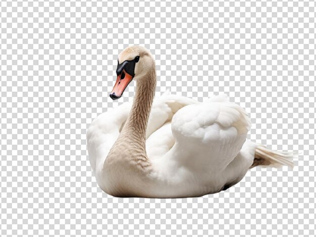 PSD cisne em png