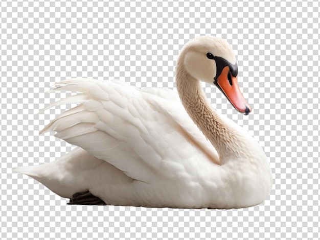 PSD el cisne en png