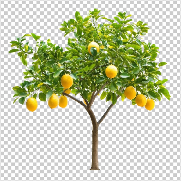 Citronnier avec des fruits mûrs prêts à la récolte