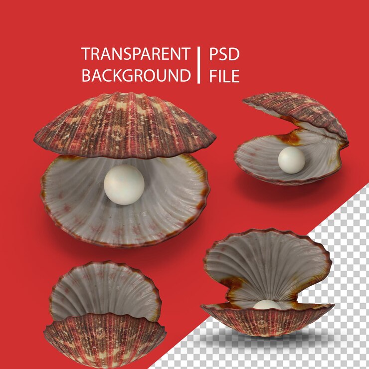PSD clam shell with pearl png