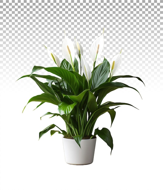 Clear elegance peace lily bloom (png) ist eine französische musikgruppe.