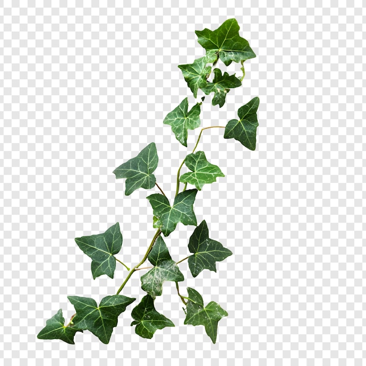 PSD climbing plants isolated on transparent