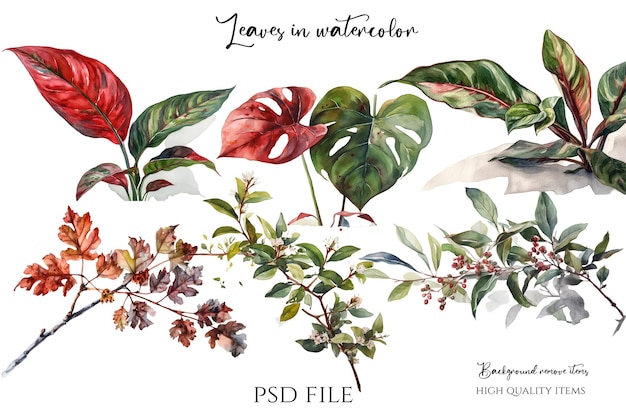 PSD clipart de aquarela de folhas clipart de desenhos de folhas