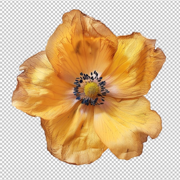 PSD clipart de flores