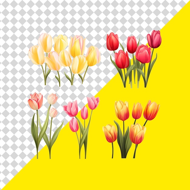 PSD el clipart de la flor del tulipán