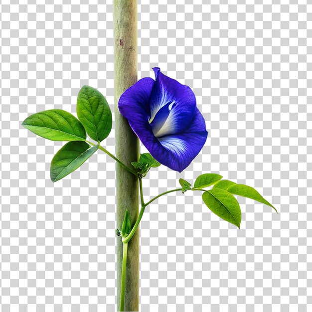 PSD clitoria ternatea blume auf durchsichtigem hintergrund isoliert