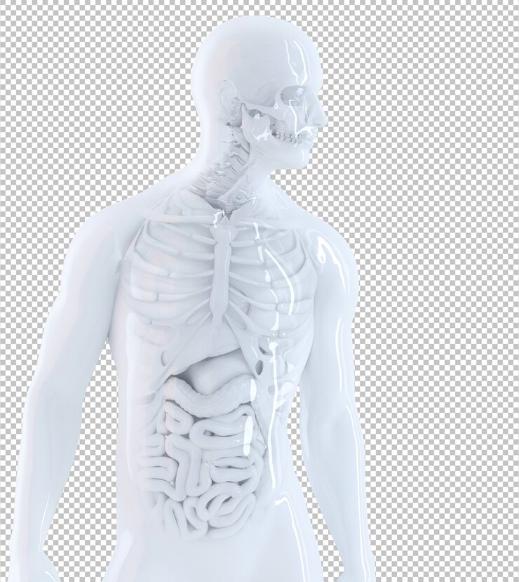 PSD close da anatomia humana masculina