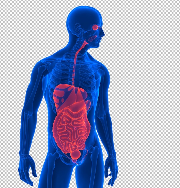 PSD close na renderização de órgãos internos humanos