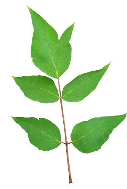 Close-up de uma folha verde com um caule isolado em branco