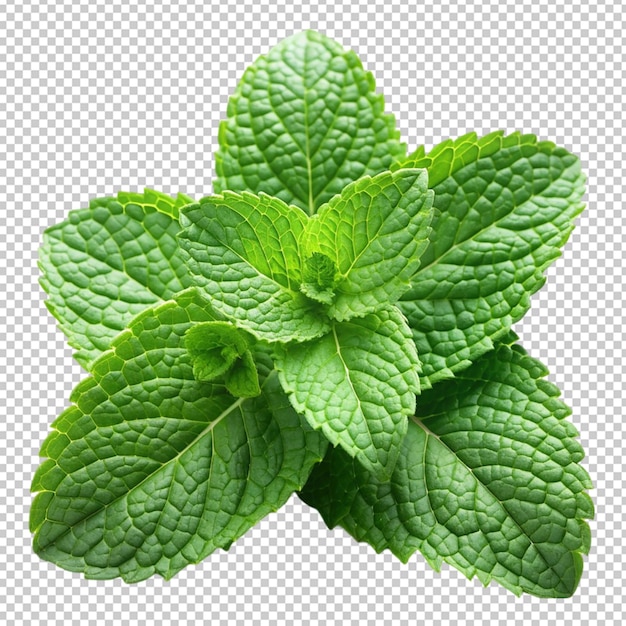 Close-up de uma folha verde