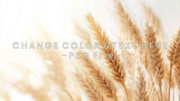 PSD close-up di gambi d'oro di grano illuminati da una luce morbida