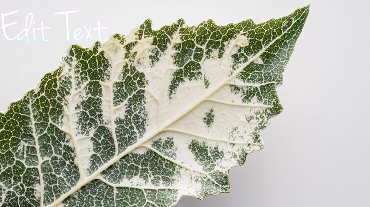 PSD close-up di una foglia variegata con intricati modelli di vene su uno sfondo bianco