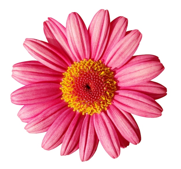 Close-up di una vivace margherita rosa gerbera in piena fioritura isolata su bianco