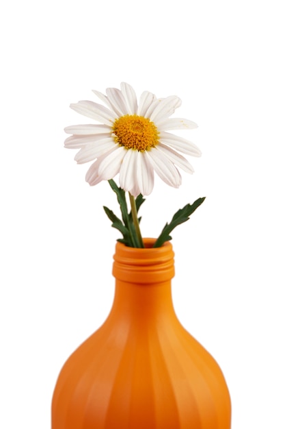 Close-up em daisy isolado