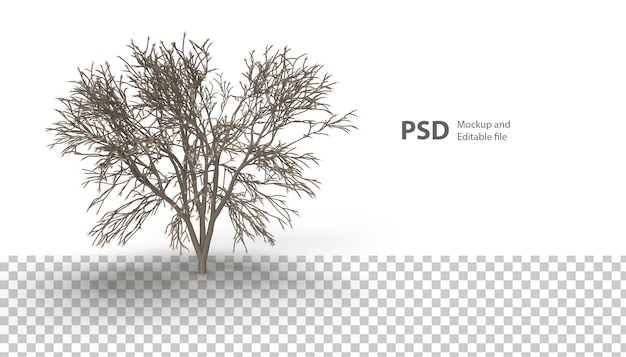 PSD close-up em planta isolada em renderização 3d