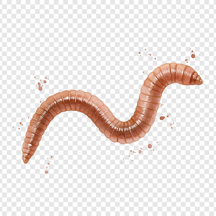 PSD close-up of an earthworm in a garden
