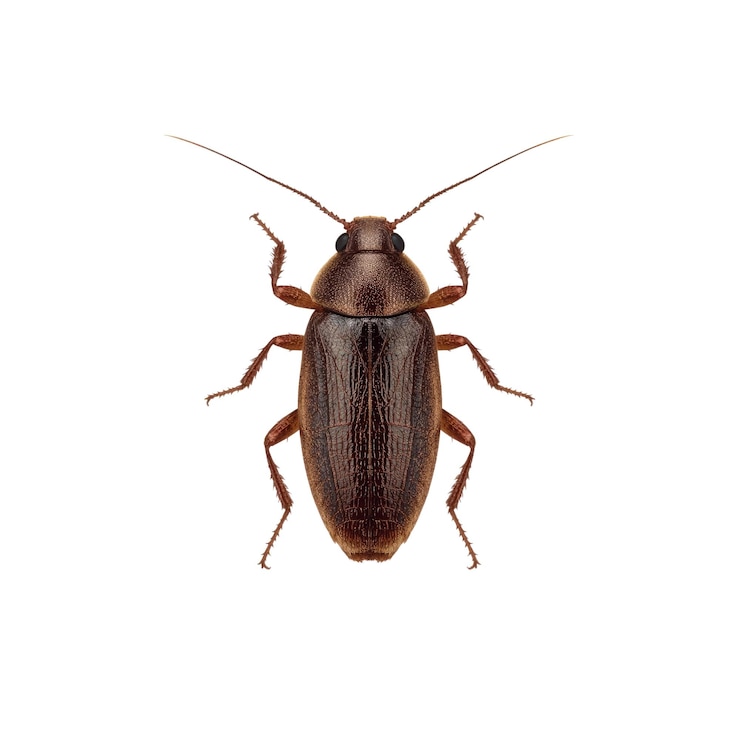 PSD close-up of a brown beetle on white background
